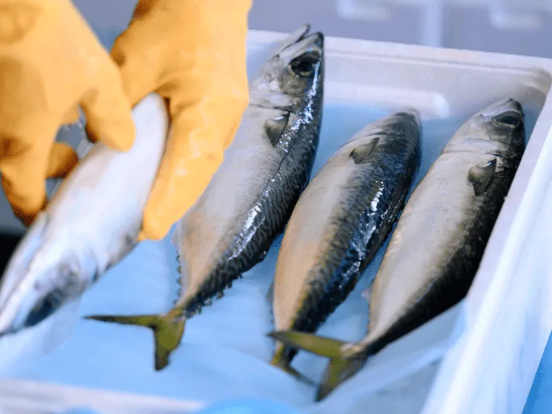 朝生水産のさば