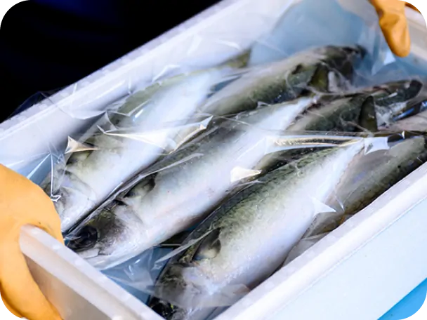 出荷用に丁寧に箱詰めされた豊後水道の養殖サバ