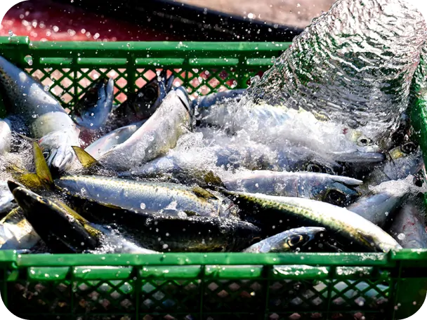 元気に泳ぐ養殖サバを水揚げ