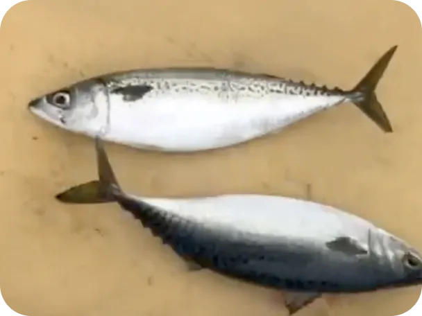 豊後水道で育てられたブランドサバ