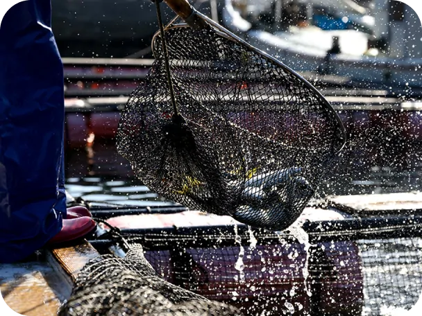 漁師が網ですくい上げる新鮮なサバの水揚げ