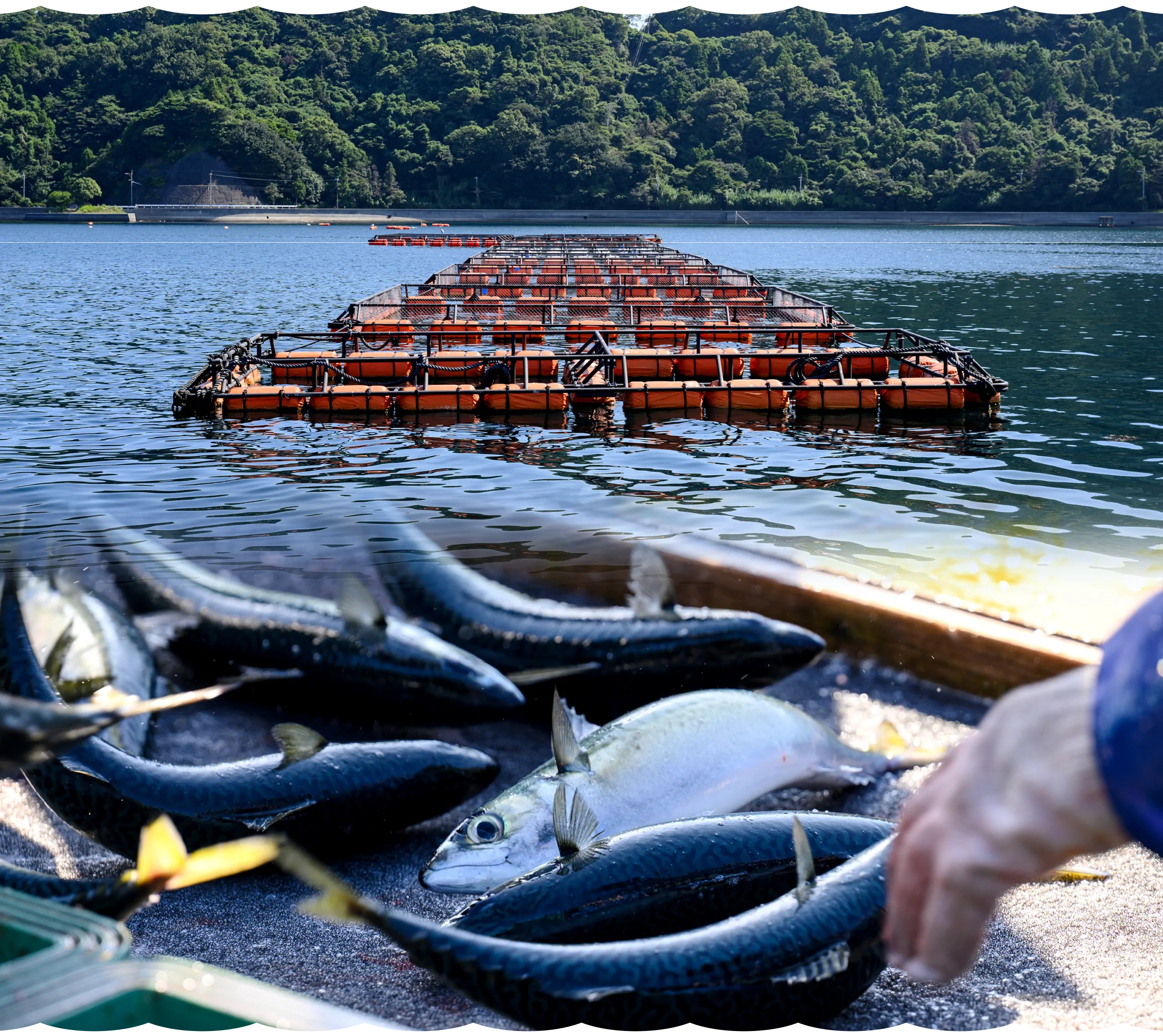 朝生水産養殖場