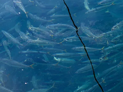 豊後水道で育ったブランド鯖